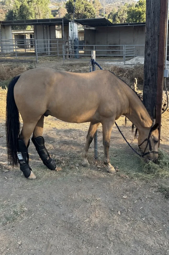 Jasper wearing supportive leg wraps during his recovery after casting himself in the stall; this photo documents the case and is not a diagnosis or proof of treatment effectiveness.